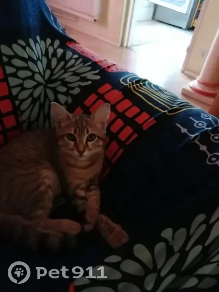 Chatte tigrée disparue à Clermont-Ferrand - photo