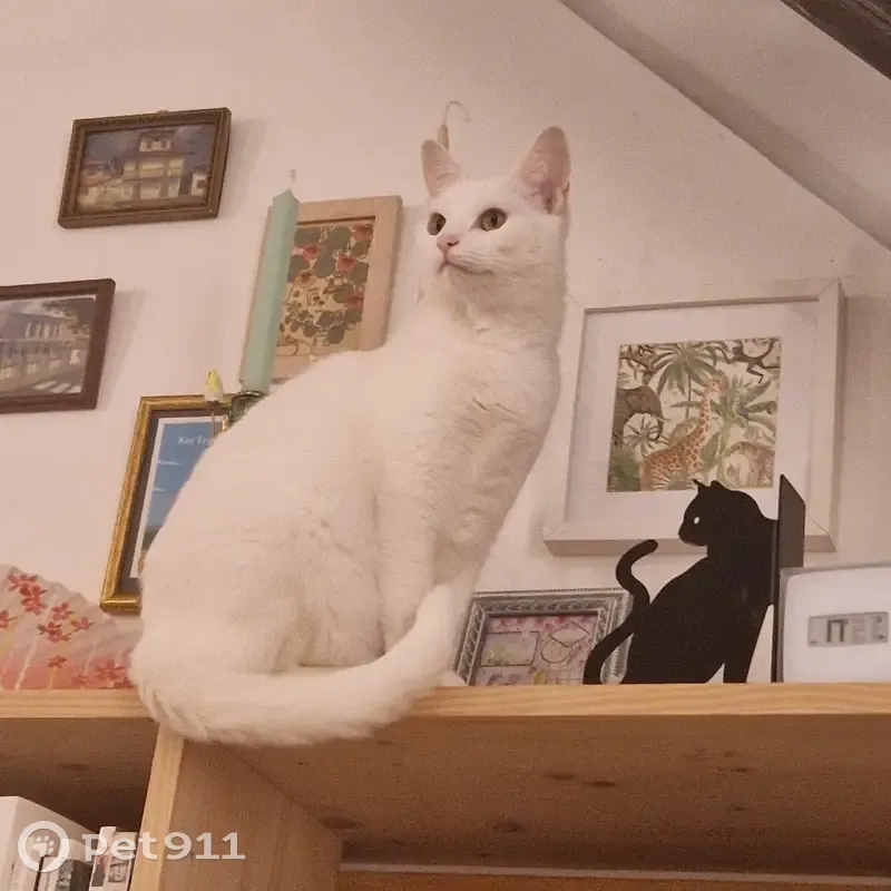 Chatte blanche 4 ans perdue à Montfort - photo