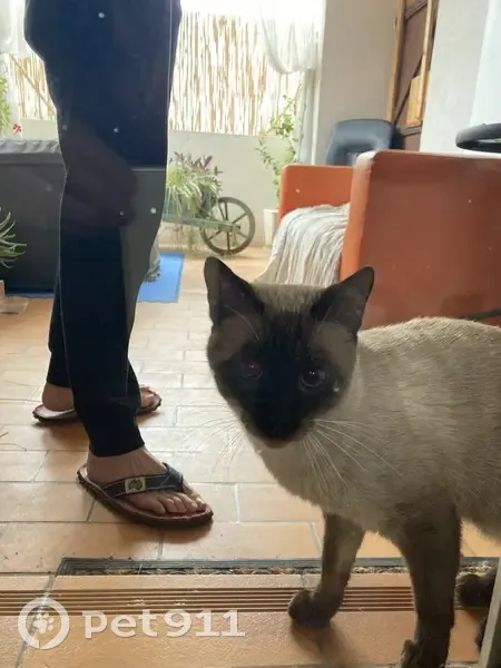 Jeune siamois mâle trouvé à Marseille - photo