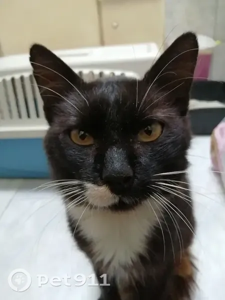 Chat mâle noir amputé trouvé affamé Tesson - photo
