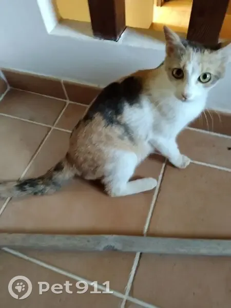 Chatte tricolore disparue à Aubagne - photo