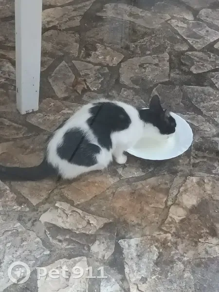 Chatte blanche/noire trouvée à Labarrére - photo