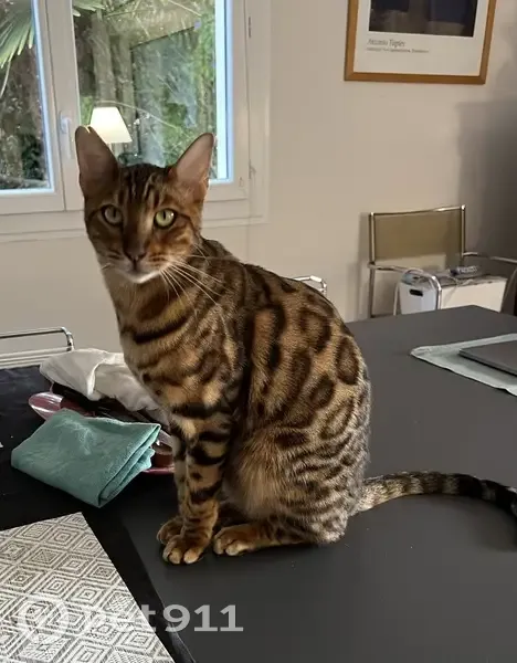 Chat bengal 2 ans perdu à Arcangues - photo