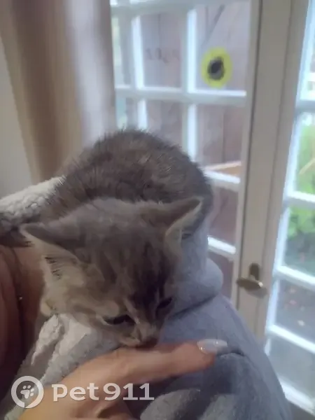 Chaton tigré gris trouvé à Morand - photo