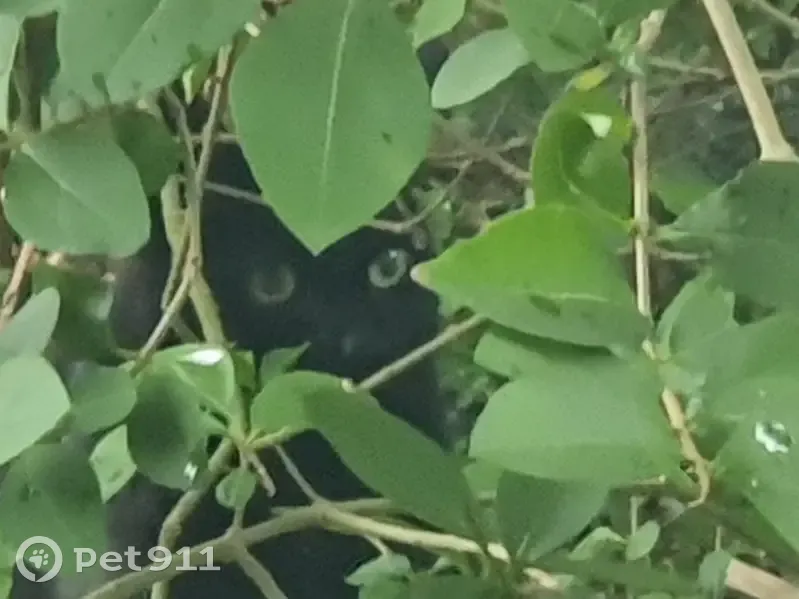 Chat noir trouvé près d'un chantier à La Celle - photo