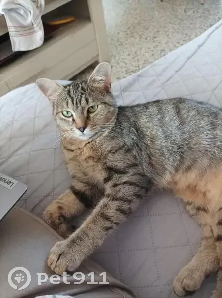Chatte sauvage disparue à Longueville - photo