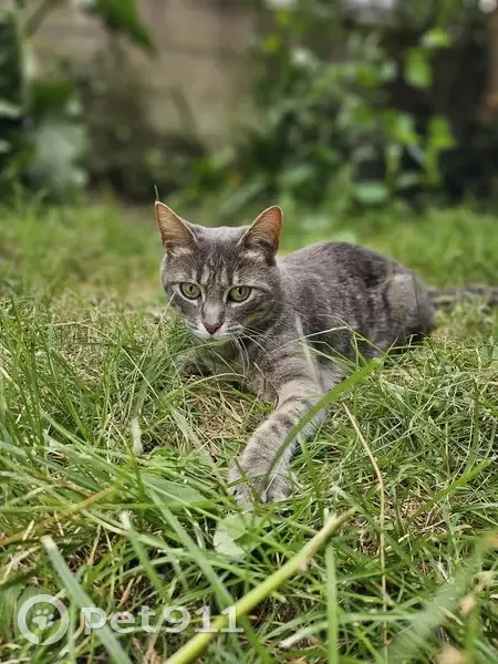 Chatte disparue Pyla, tatouée et pucée - photo