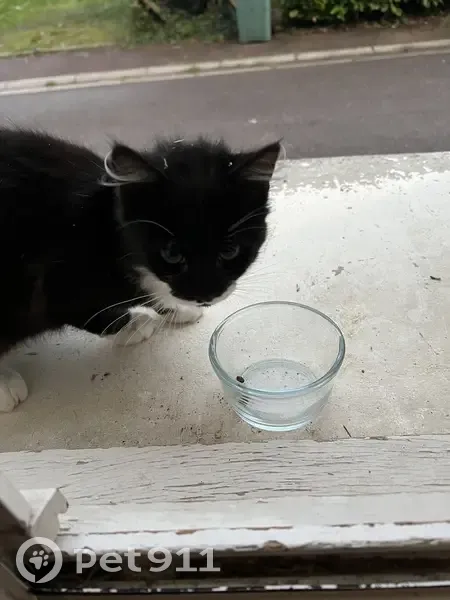 Chaton noir et blanc trouvé à Mousseaux - photo