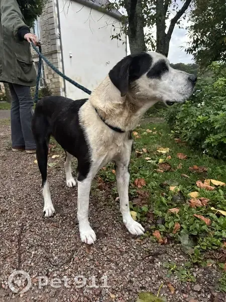 Chien noir et blanc trouvé à Raveau - photo