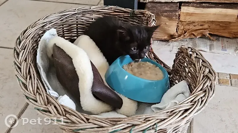 Chaton noir trouvé, à donner urgemment - photo