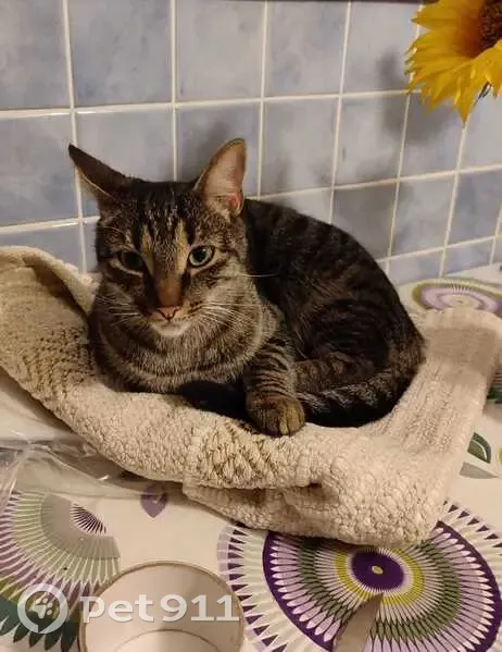Chat tigré disparu au Cailar - photo