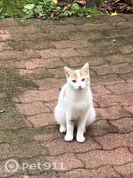 Chat trouvé : jeune blanc et orange sociable - photo