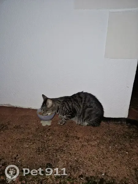 Chat trouvé à Rochefort, Quéreux de la Vacherie - photo