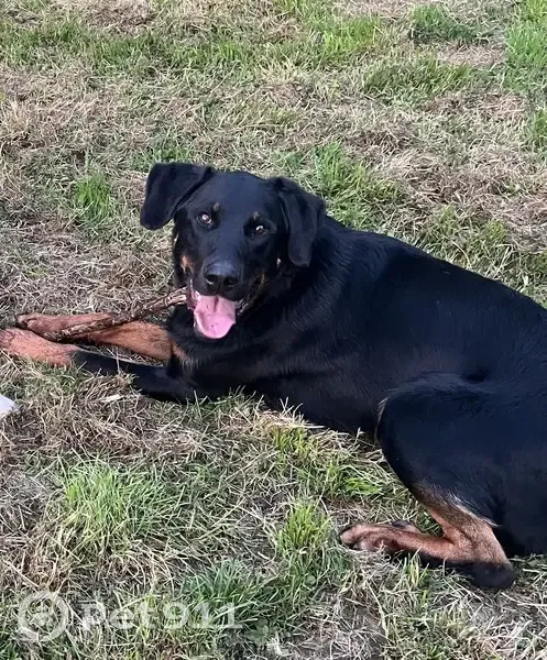 Beauceron perdu à Aurseulles en octobre - photo
