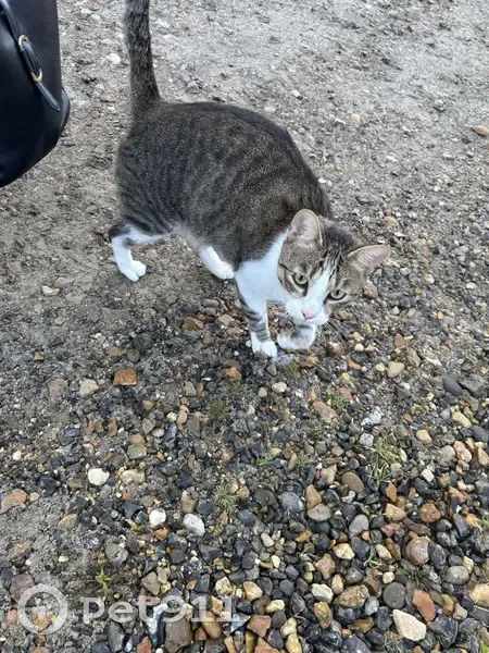 Chat mâle tigré sociable trouvé à Verberie - photo
