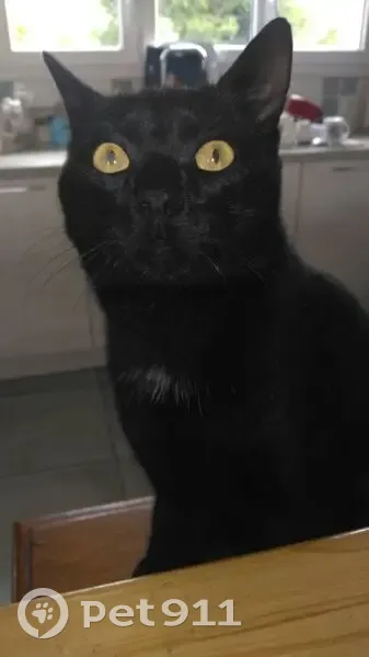 Chat noir mâle trouvé à Alençon - photo