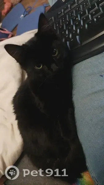 Chatte noire disparue à Coulmiers - photo