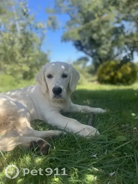 Golden Retriever perdu à Mouzieys-Teulet - photo