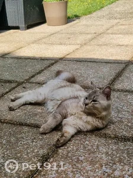 Chat gris sable disparu à Puteaux - photo