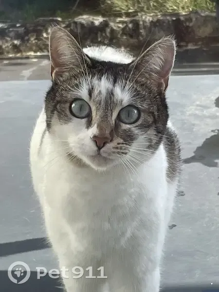 Chatte craintive perdue à Angoulême - photo