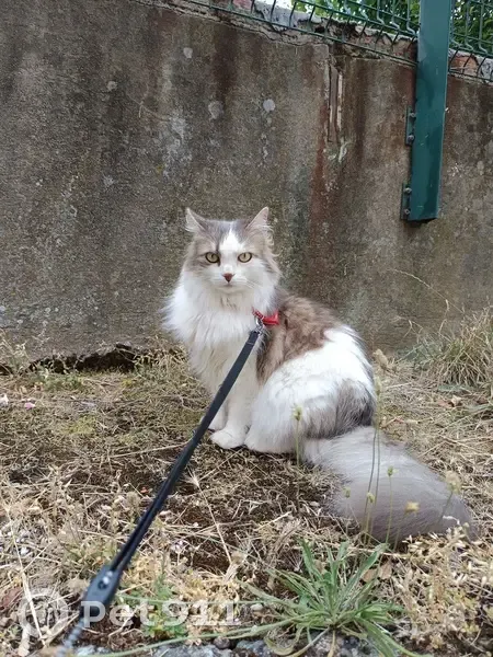 Chat mâle blanc/tabby perdu à Toulouse - photo