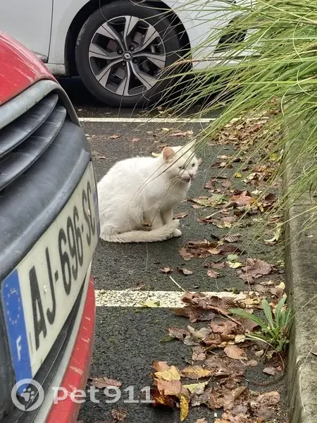Chat trouvé à Confortland, Melesse - photo