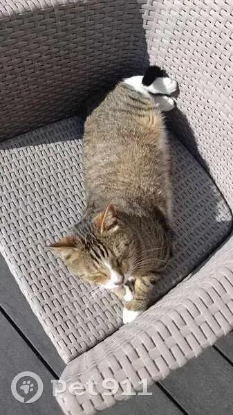 Chat perdu : OLY, tigré crême, Rennes - photo