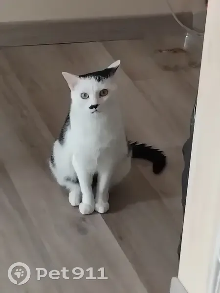 Chat mâle 1 an perdu à Tournan-en-Brie - photo