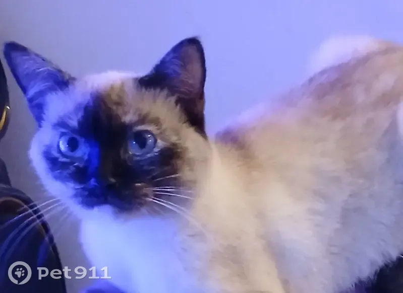 Chatte disparue à Saint-Ouen-l'Aumône - photo