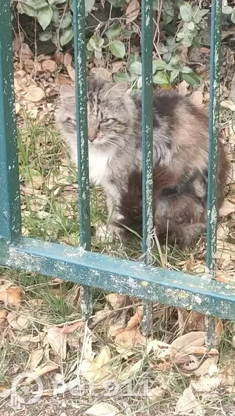 Chat trouvé près du gymnase Guillaumet - photo