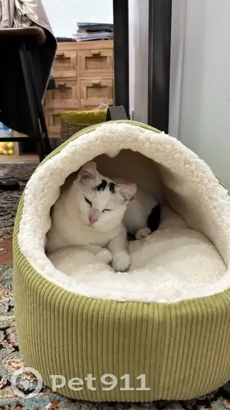 Chat blanc perdu, Rue de la Brasserie - photo
