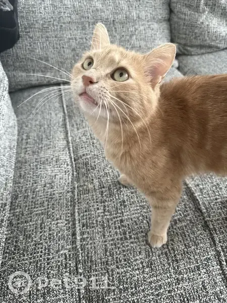 Chat mâle disparu à Tourcoing - photo