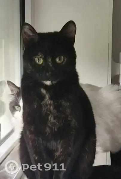 Chat écaille disparu à Douai - photo