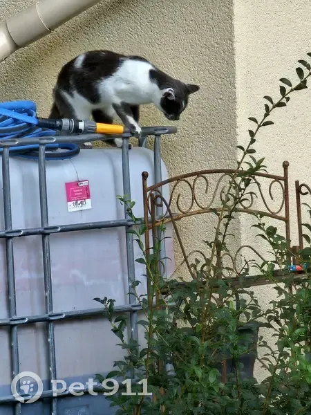 Chatte grise trouvée avec 2 chatons - photo