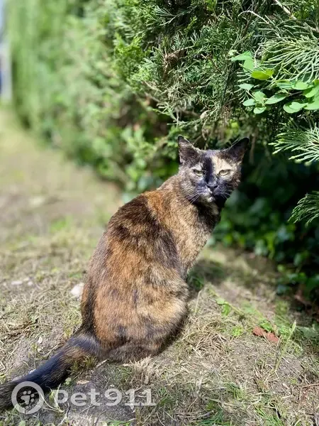 Chatte écaille disparue à Melun - photo