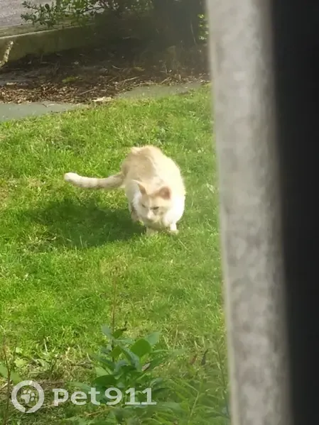 Chat trouvé maigre et sans poils à Cesson - photo