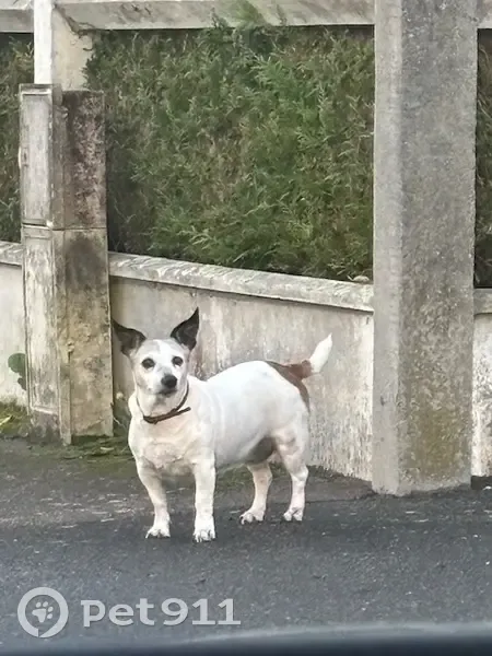 Chien blanc trouvé, collier rouge à Maltot - photo