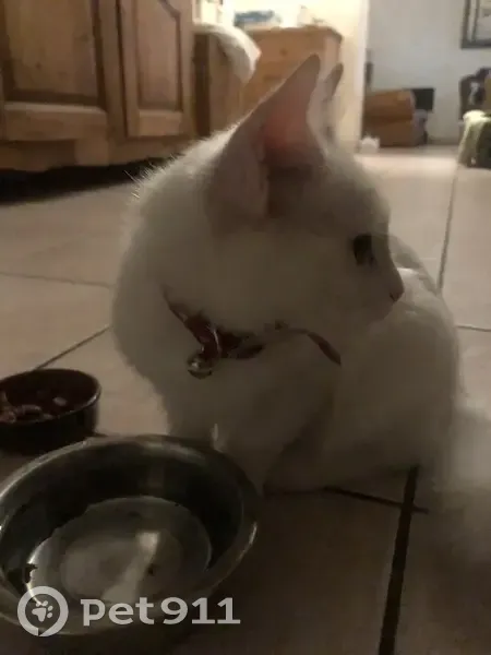 Chat trouvé : collier rouge, Décines - photo