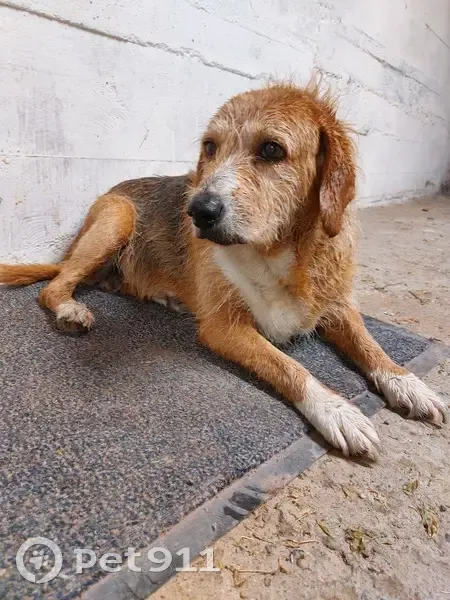 Chien mâle tricolore trouvé à Vertaizon - photo