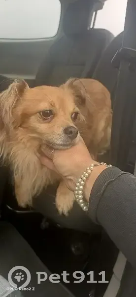 Chihuahua beige trouvé à La Jonquera - photo