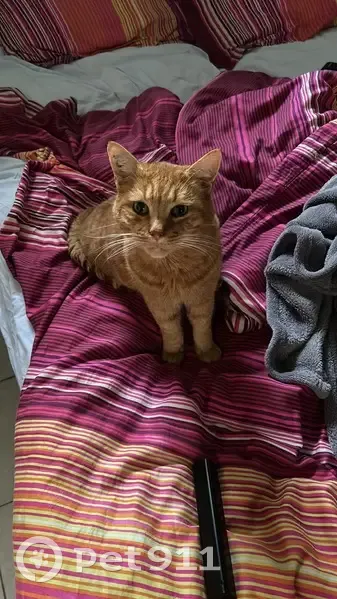 Chat roux tigré 13 ans perdu à Anet - photo