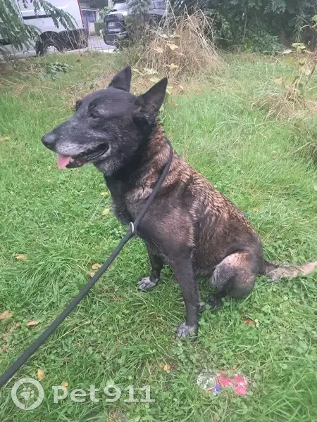 Chienne malinoise trouvée errante à Villiers - photo