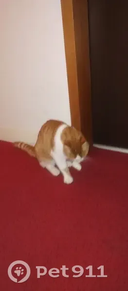 Chat mâle blanc et roux trouvé à Rezé - photo