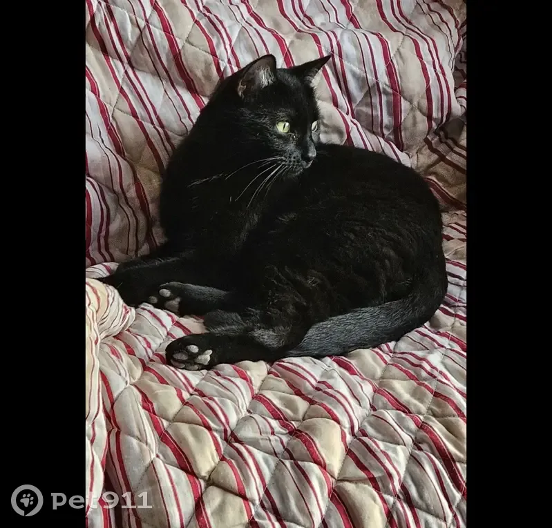 Chat noir mâle perdu, Nogent-sur-Seine - photo