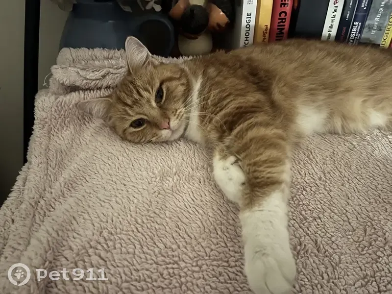Chat trouvé très affectueux à Soissons - photo