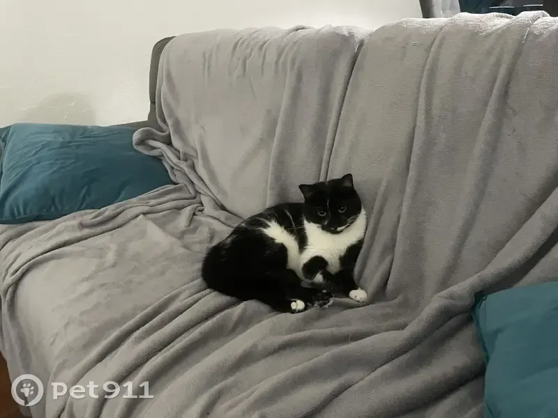 Chat européen noir et blanc perdu à Chilly - photo
