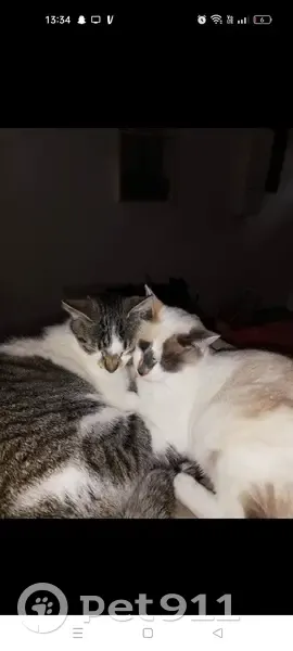 Chat européen femelle disparu à Somain - photo