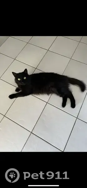 Chat ébène perdu à Ajaccio, contactez-nous - photo