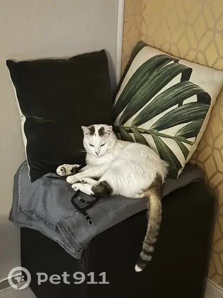 Chat mâle blanc perdu à Amboise - photo