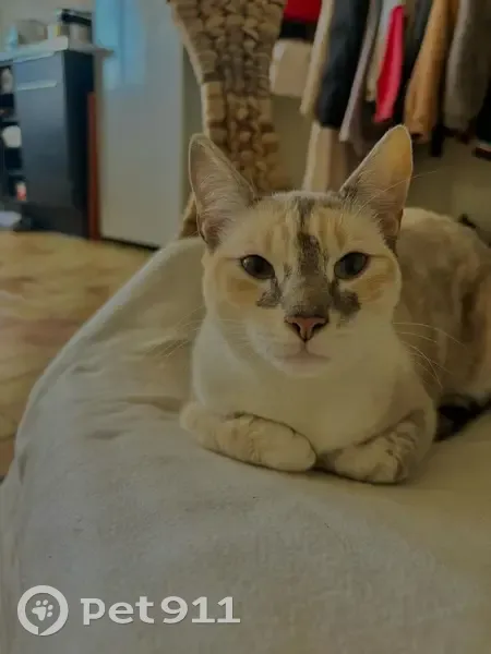 Chatte disparue, crème/blanc, Somloire - photo